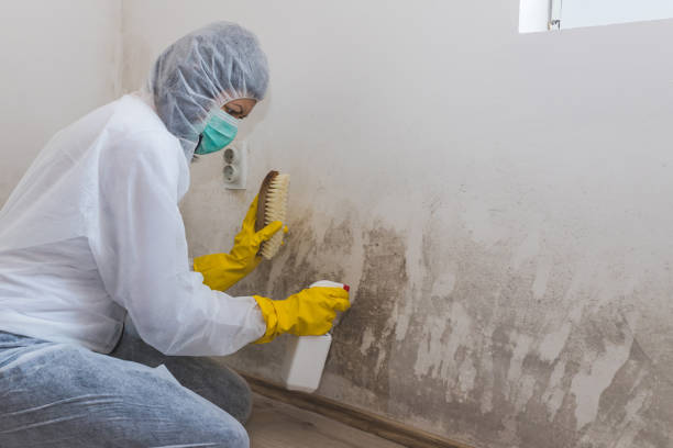 Best Mold Removal for HVAC Installations in USA